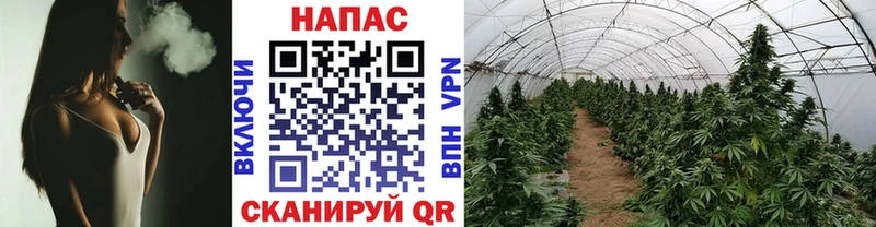 Канабис SATIVA & INDICA Новомичуринск